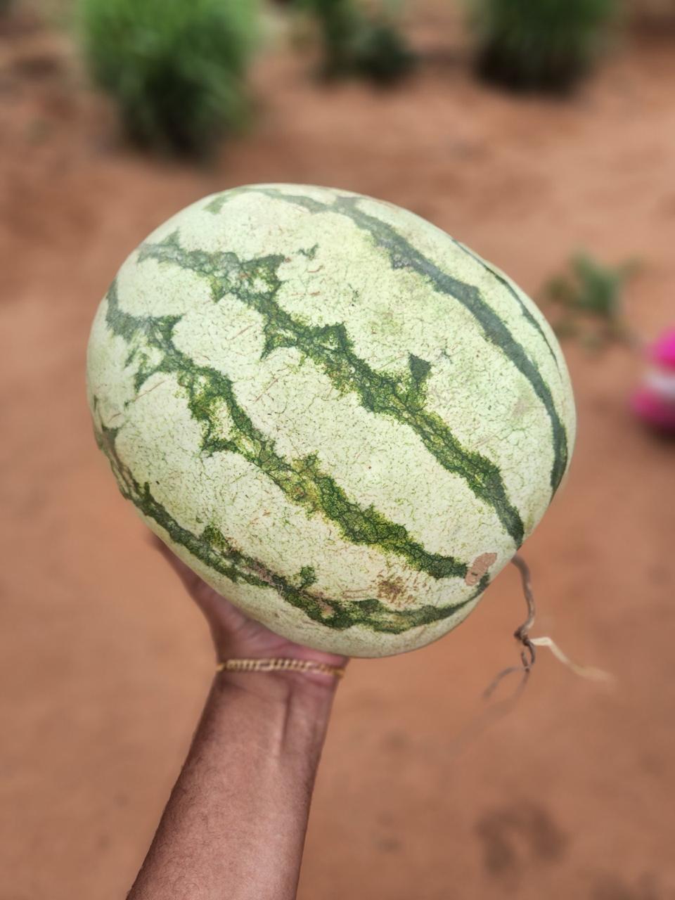 Frutas e culturas da terra